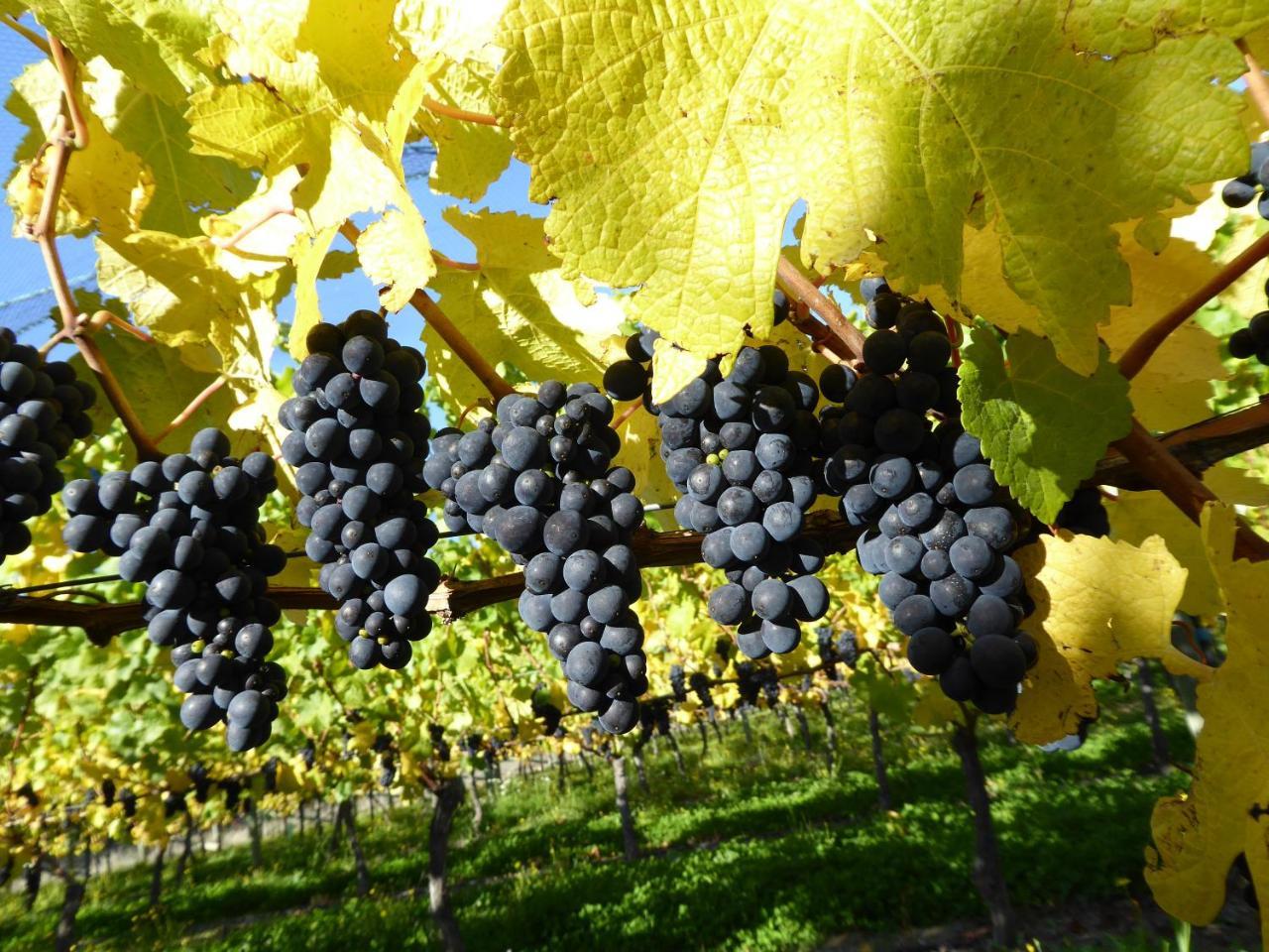 Bed and Breakfast Grey Ridge Vineyard Experience Alexandra Exterior foto